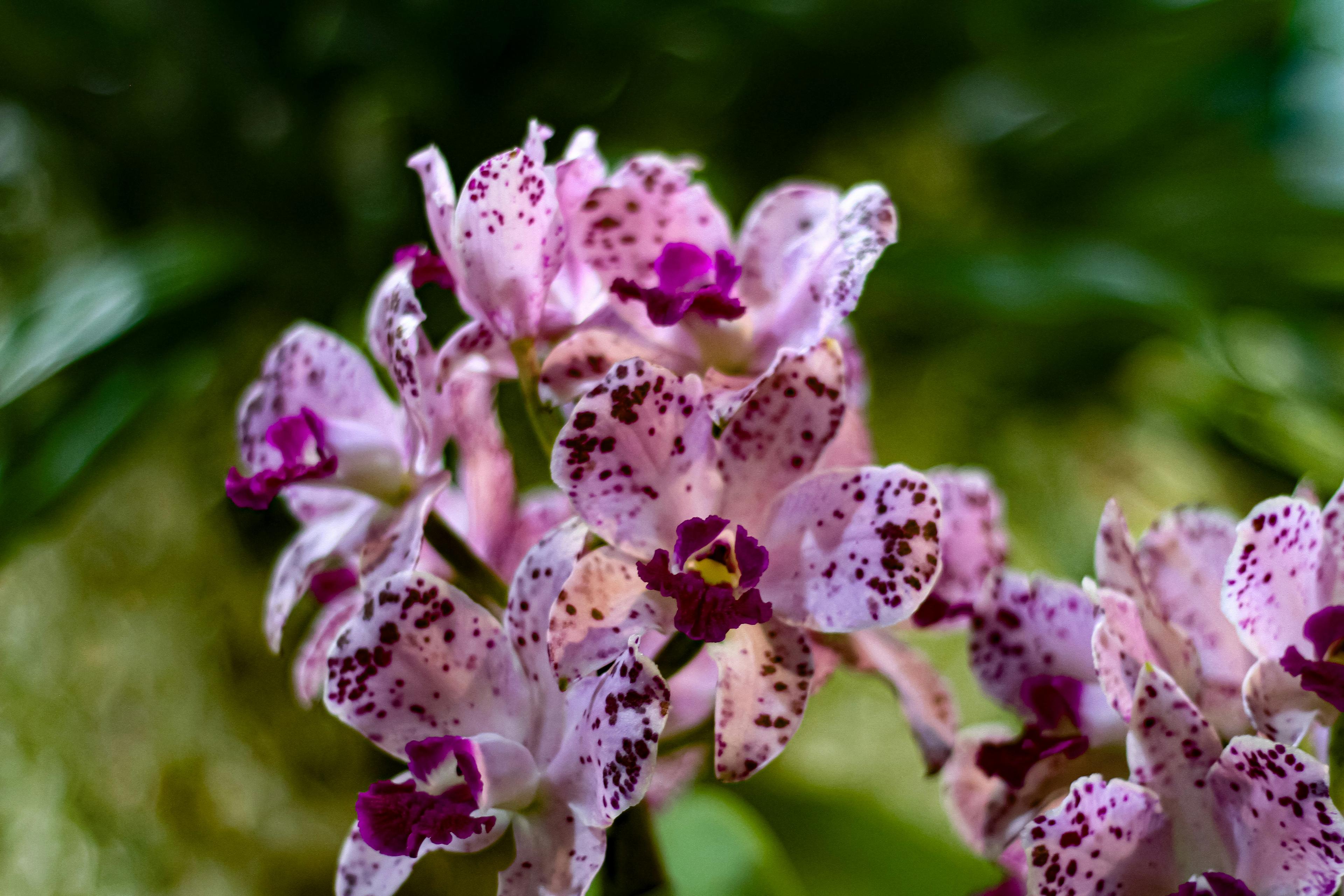 Exotic flowers