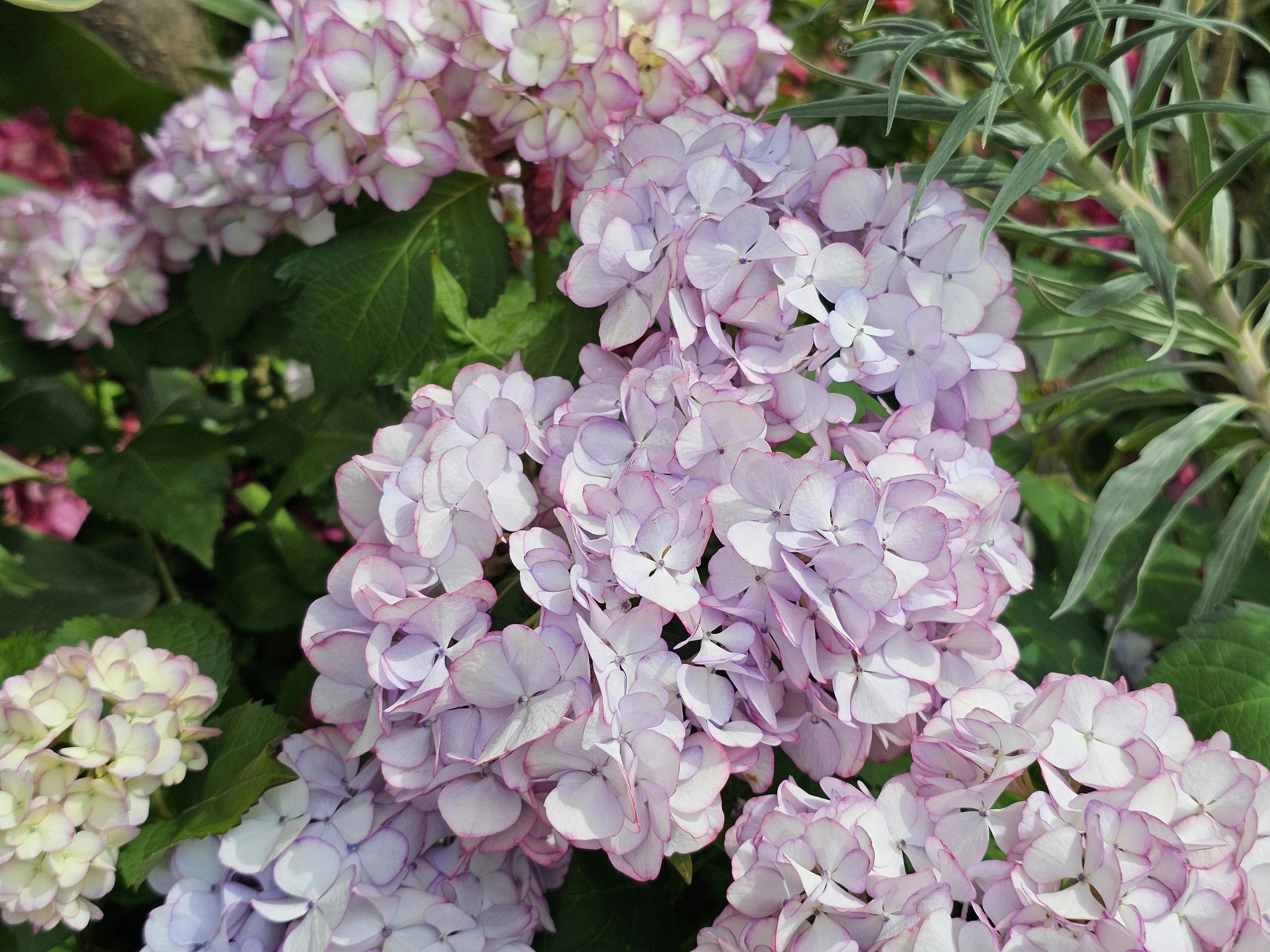 Hydrangeas