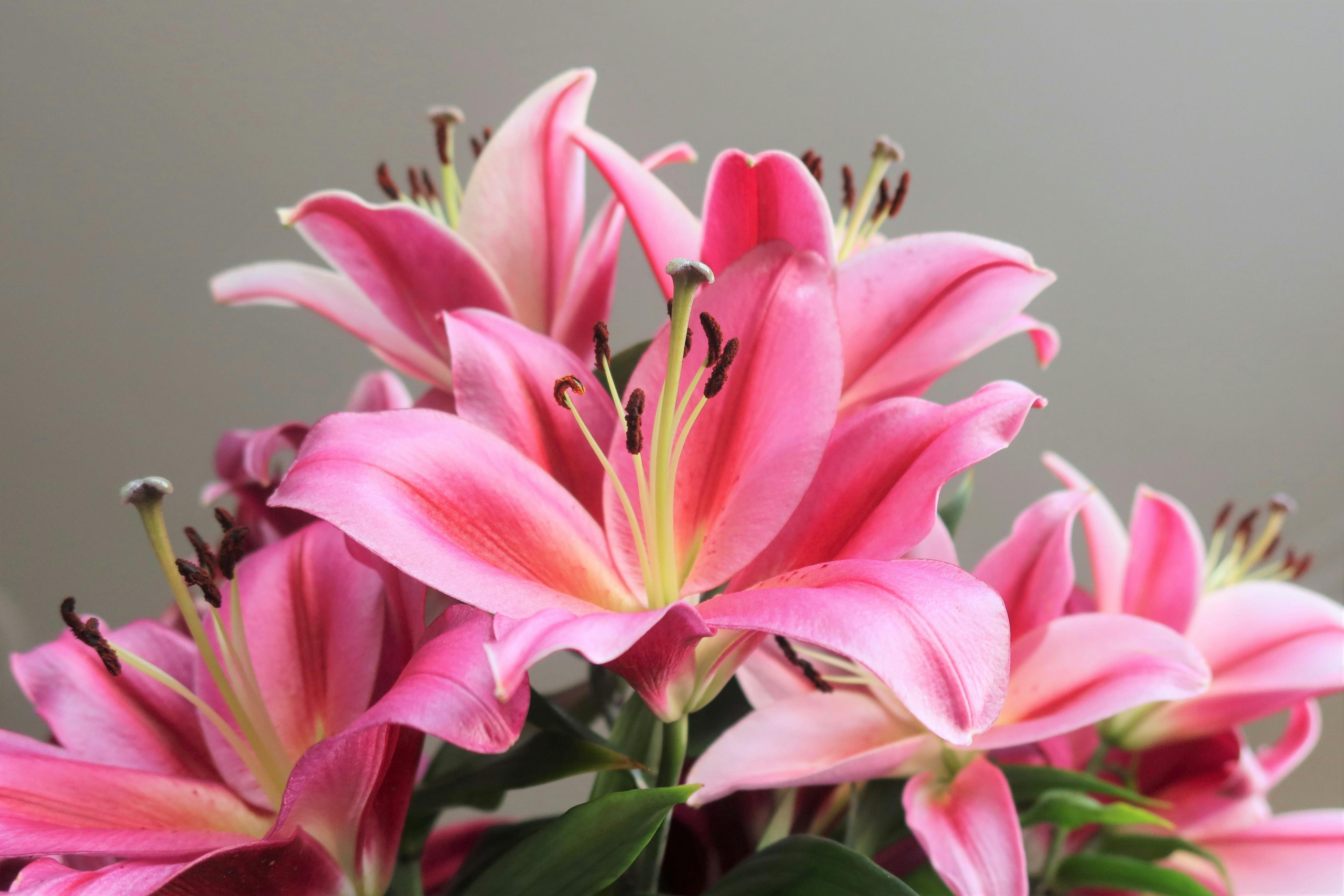 Lilies