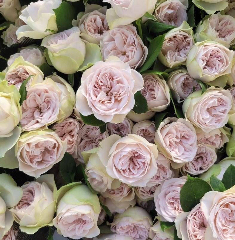 Roses